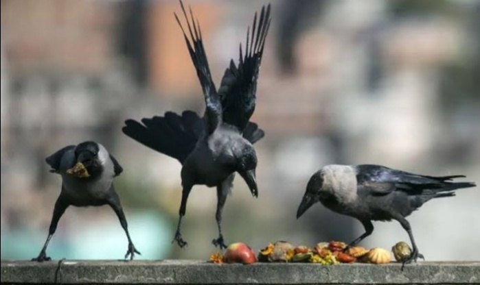आज काग तिहार  मनाइदै