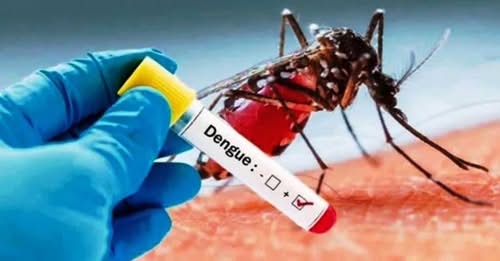 पछिल्लो एक हप्तामा झन्डै १०० जना डेंगु संक्रमित थपिए