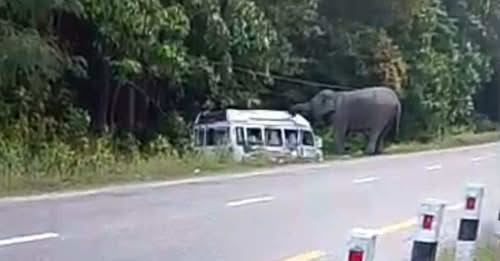 पथलैया-निजगढ सडकमा जंगली हात्तीले ट्रक चालकको लियो ज्यान